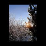 hecke72_1.jpg