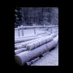 holz85.jpg